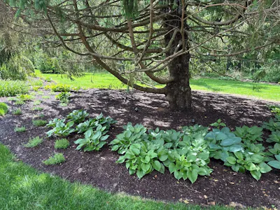Healthy mulch beds