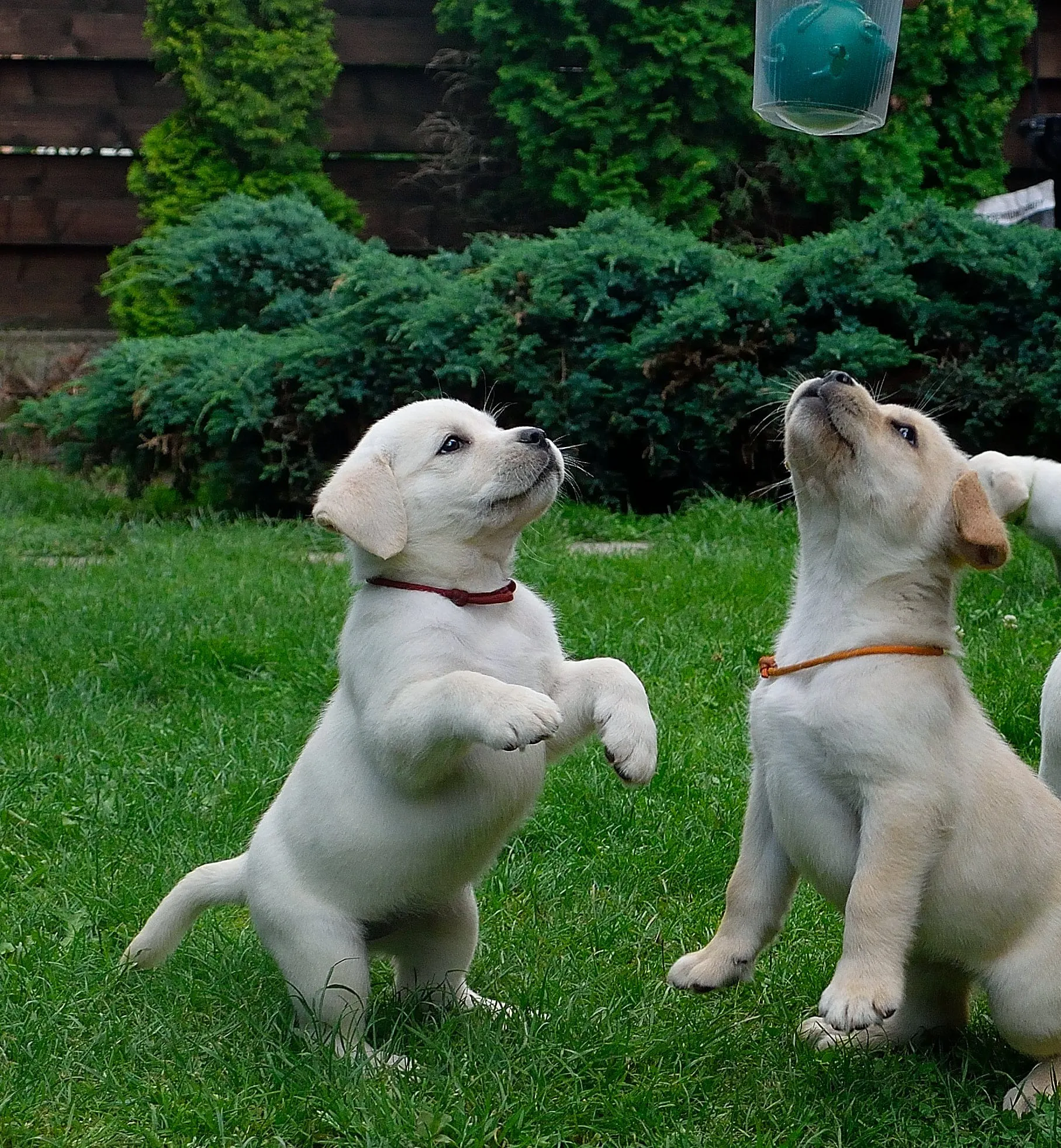 zwei spielende Labrador-Welpen im Garten