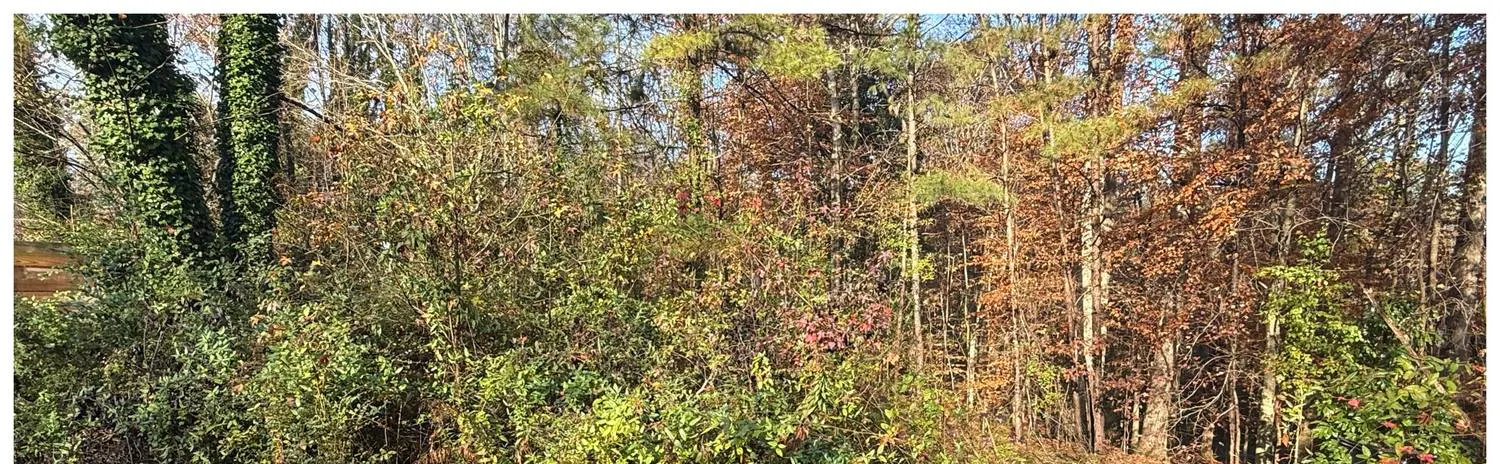 Dense overgrown understory brush before forestry mulching