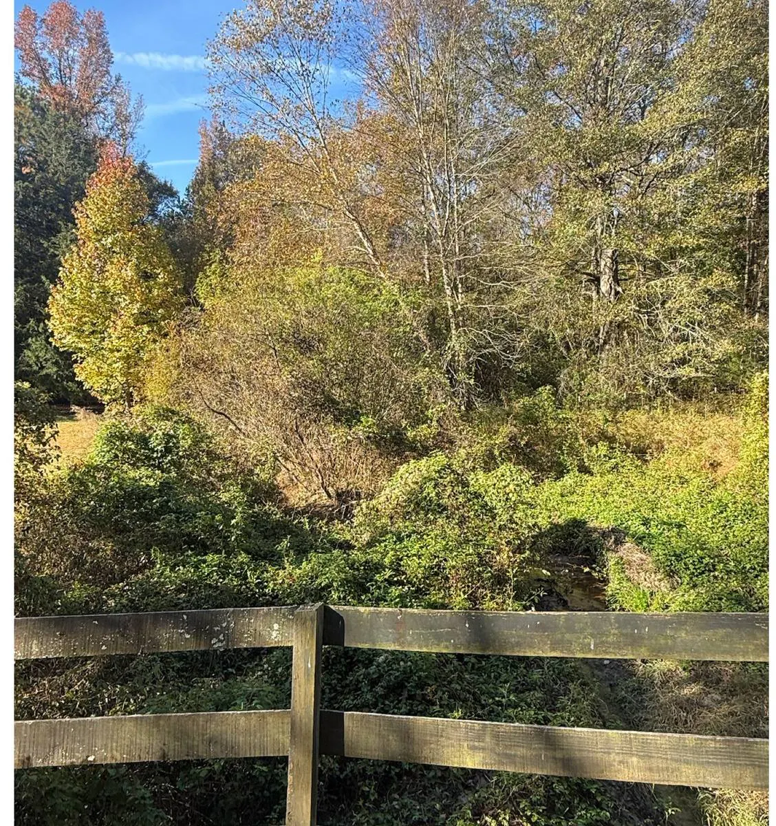 Overgrown brushy fence line before land clearing