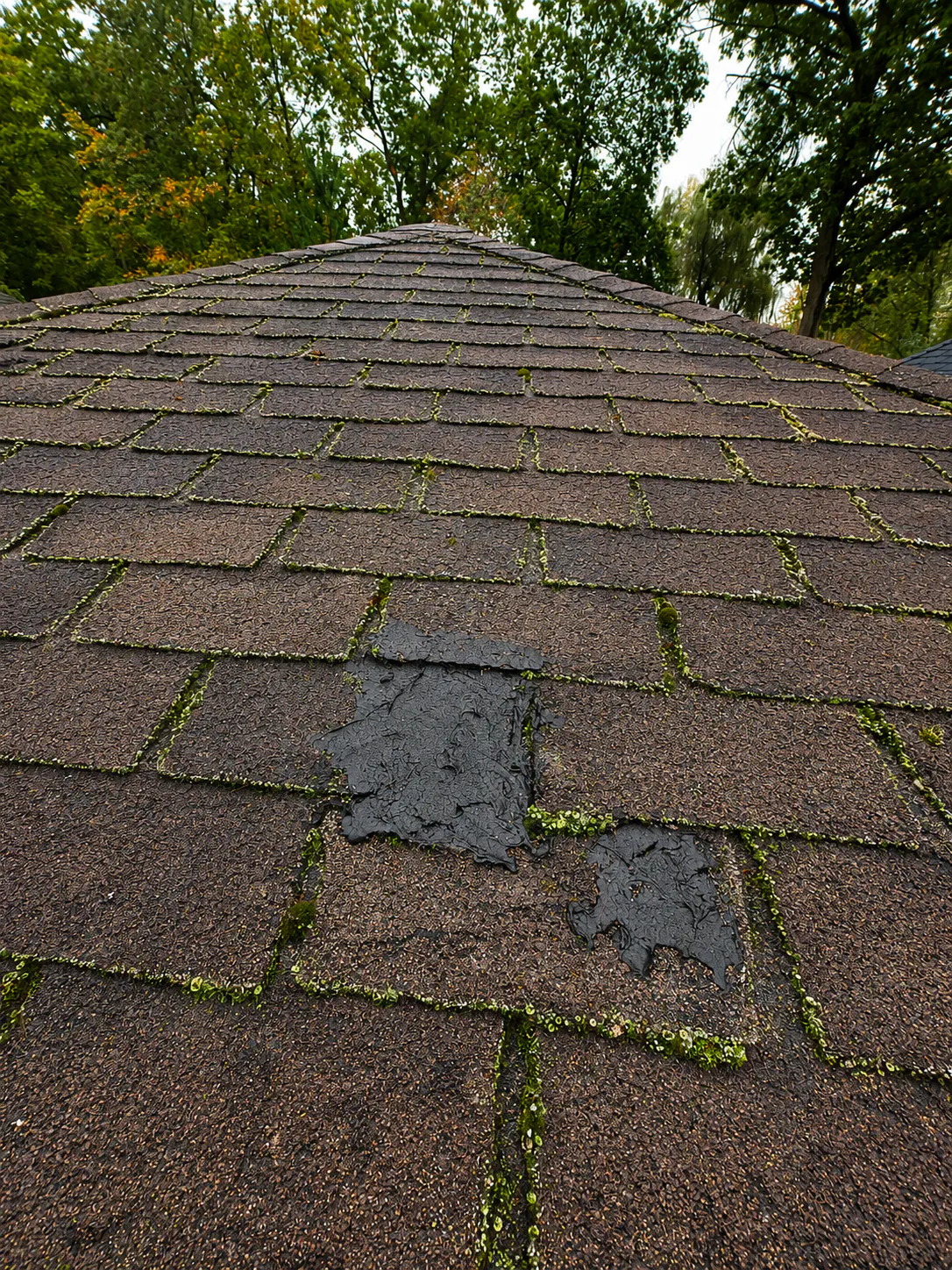 Roof shingles with two damaged patches covered by black tar and moss growing between the shingles, surrounded by leafy trees.