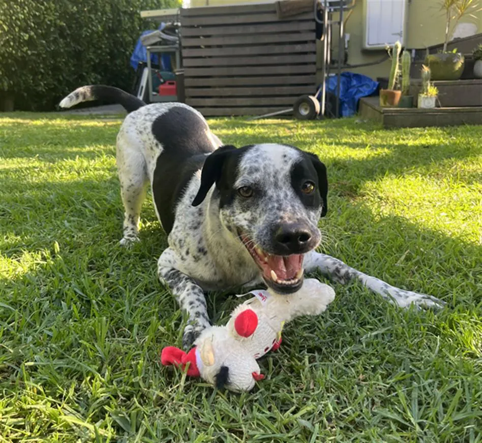 Black and white spotted dog lying on grass holding a white and red plush toy in its mouth, with outdoor garden and plants in the background.