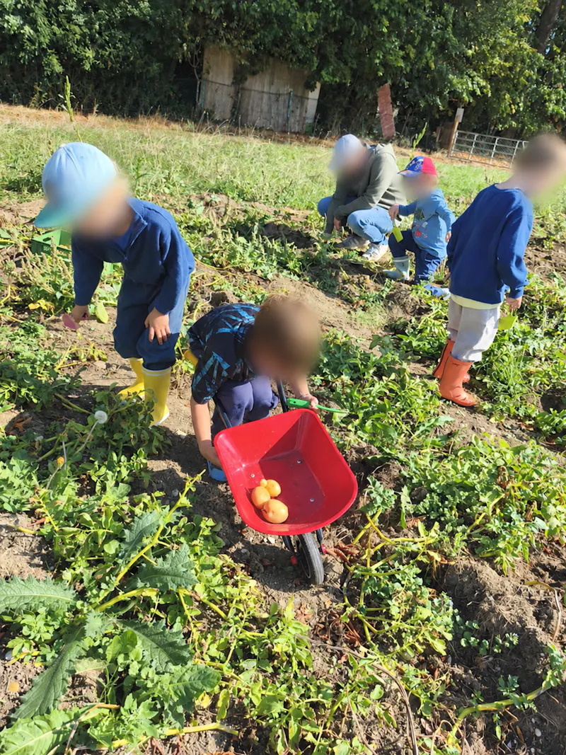 Kinder und Begleitung bei der Kartoffelernte mit roter Schubkarre