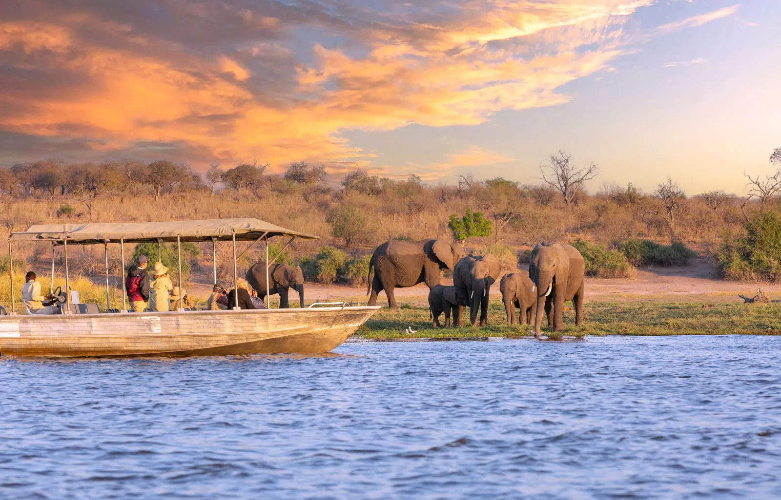 Group of elephants standing near water's edge with people observing from a covered wooden boat on a river at sunset.