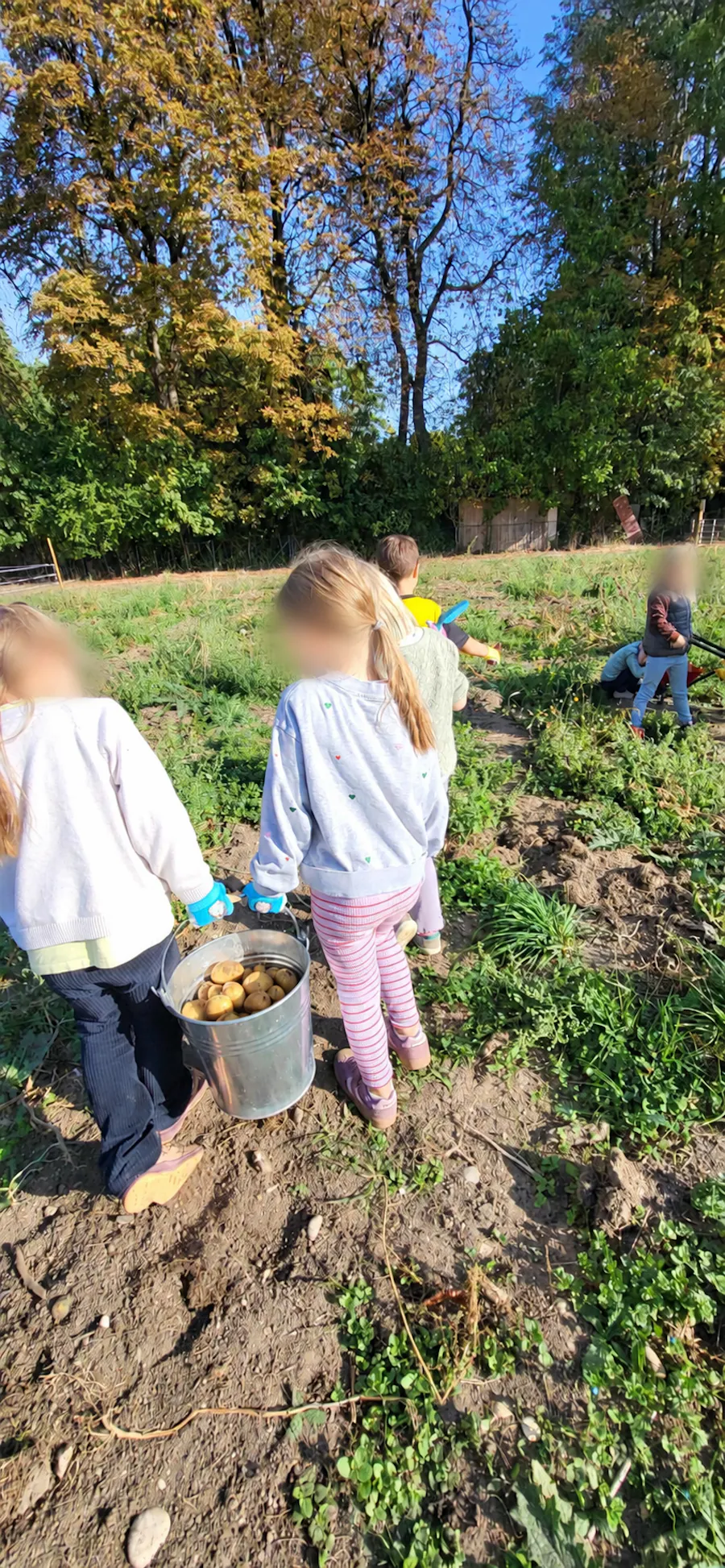 Kinder tragen Kartoffeleimer im Garten, Gesichter anonymisiert