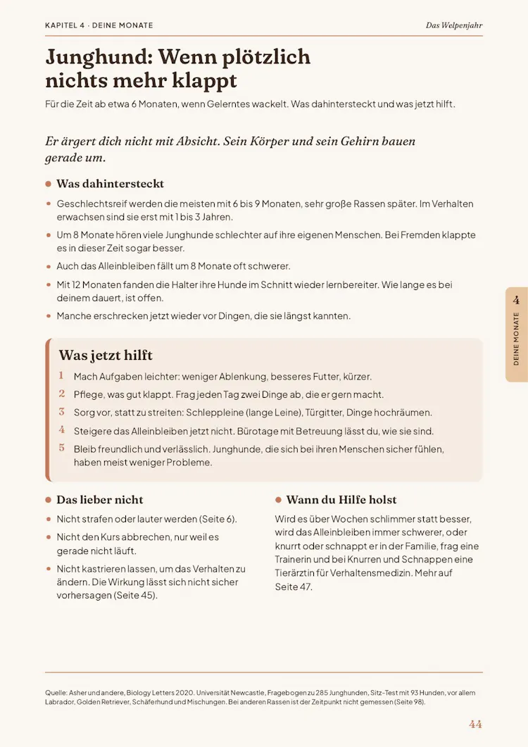 Seite Junghund: Wenn plötzlich nichts mehr klappt